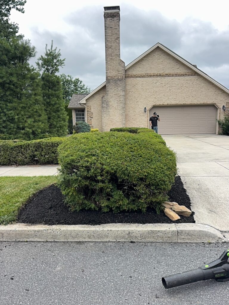 Trimmed shrub in a freshly mulched landscape bed beside a driveway